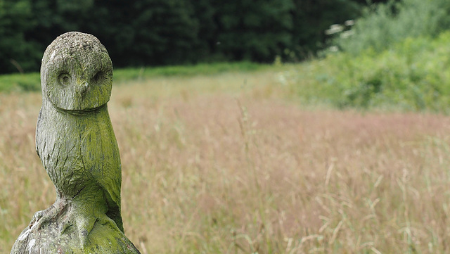 A Green Wood Owl