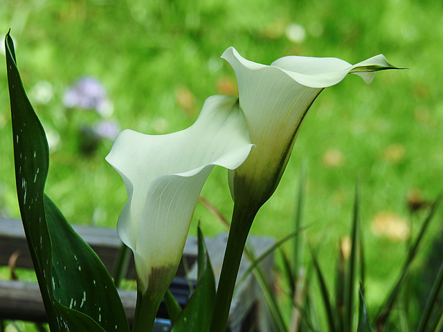 20210720 1851CPw [D~LIP] Gefleckte Calla (Zantedeschia albomaculata), Bad Salzuflen