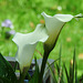 20210720 1851CPw [D~LIP] Gefleckte Calla (Zantedeschia albomaculata), Bad Salzuflen