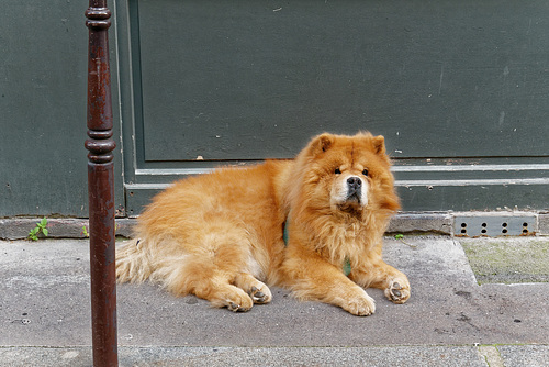 Un bon gros nounours