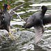 EF7A8725 Moorhen vs Coot