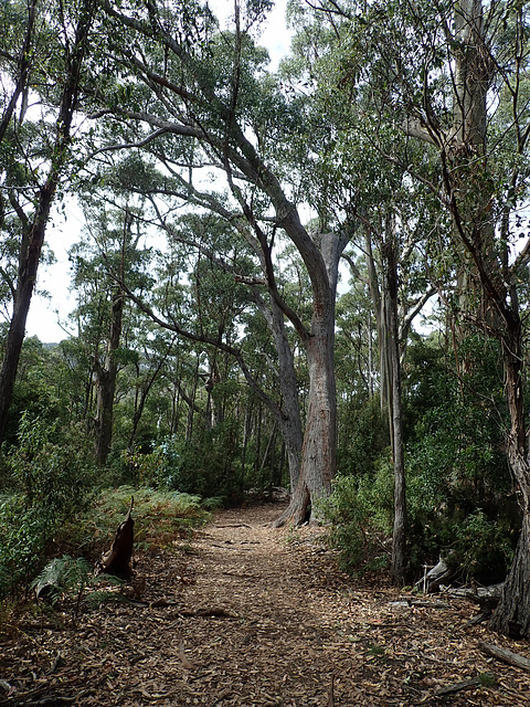 Forest on Maria Island