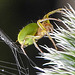 20230623 1183CPw [D~LIP] Kürbisspinne (Araniella cucurbitina), Bad Salzuflen