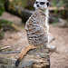 Meerkat