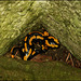 Salamander sucht sichere Situation