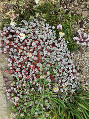 Sedum2April2025