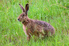 Hase - 20260607