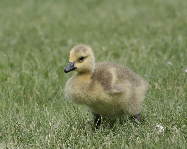 jeune bernache du Canada / young canada goose