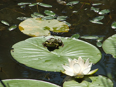 #13 Tranquility in a Frog's World