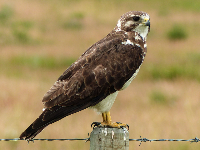 Swainson's Hawk / Buteo swainsoni