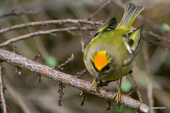 Male Goldcrest displaying