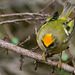 Male Goldcrest displaying