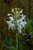 Platanthera conspicua (Southern White Fringed orchid)