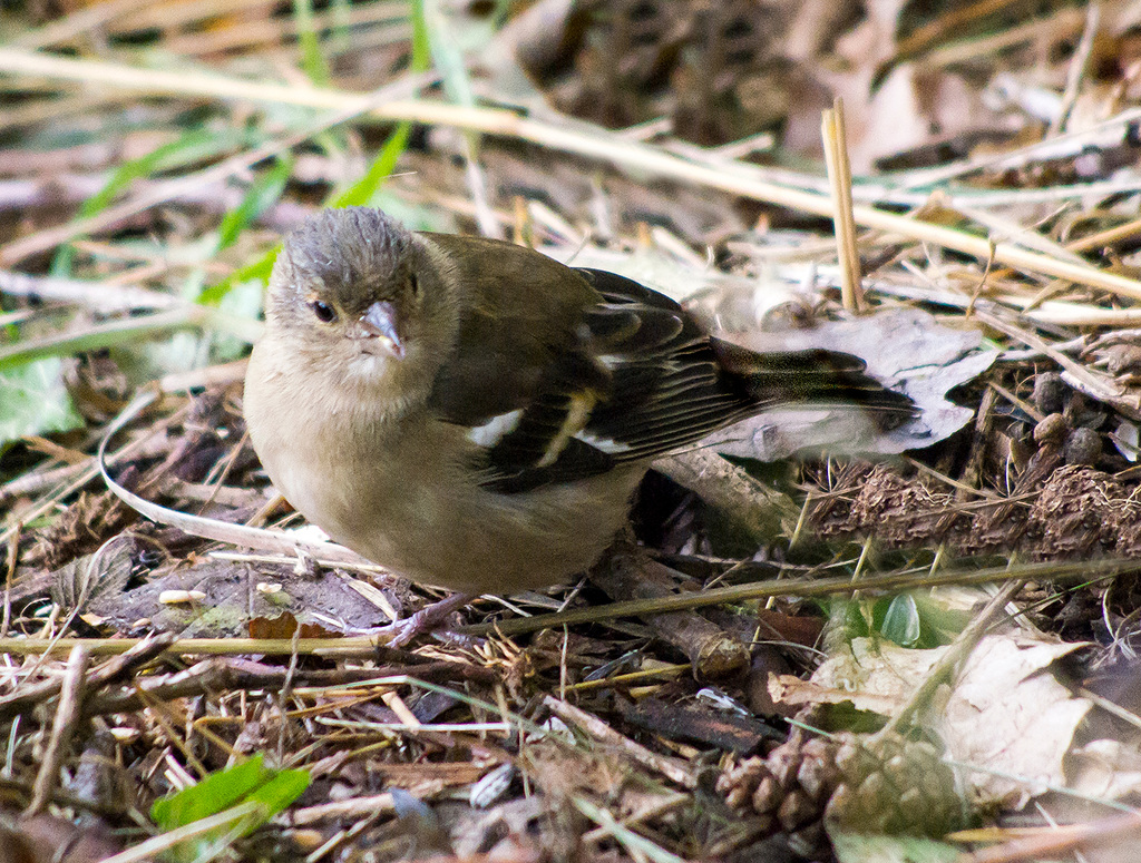 Chaffinch