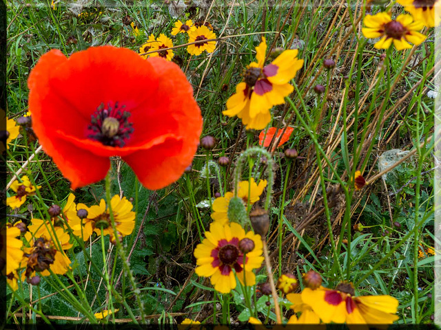 Wild flower garden