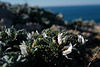 Astragalus tragacantha, Alquitira-do-Algarve