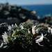 Astragalus tragacantha, Alquitira-do-Algarve