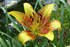 une série de "D LYS" (2) une série de "D LYS" (2)