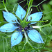 20210721 1852CPw [D~LIP] Damaszener Schwarzkümmel (Nigella damascena), Bad Salzuflen