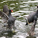 EF7A8726 Moorhen vs Coot