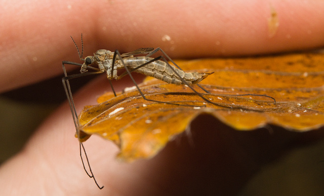 IMG 3198 CraneFly