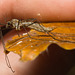 IMG 3198 CraneFly