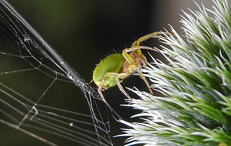 20230623 1184CPw [D~LIP] Kürbisspinne (Araniella cucurbitina), Bad Salzuflen