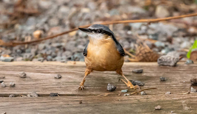 Nuthatch