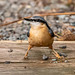 Nuthatch