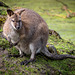 Wallaby