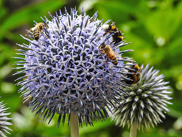 20230717 2298CPw [D~LIP] Kugeldistel, Honigbiene, Dunkle Erdhummel (Bombus terrestris),, Bad Salzuflen