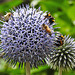 20230717 2298CPw [D~LIP] Kugeldistel, Honigbiene, Dunkle Erdhummel (Bombus terrestris),, Bad Salzuflen