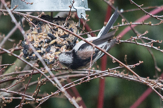 20150315 7371VRTw [D~RI] Schwanzmeise (Aegithalos caudatus), Rinteln