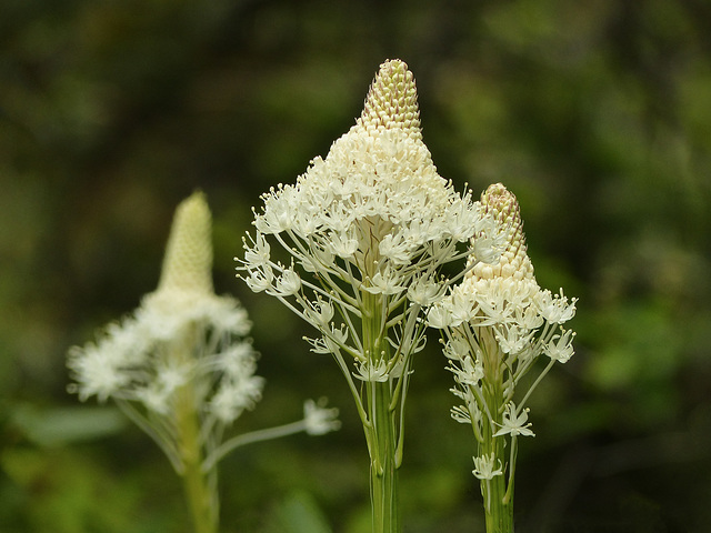 Bear Grass