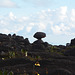 Venezuela, The Stone Mushroom at the Exit to the Plateau of Roraima at the End of the Climb along the South-West Ascent Trail