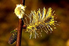 Pussy Willow