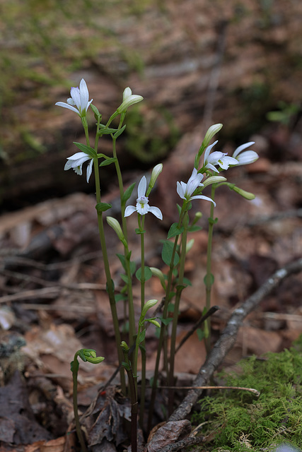 Triphora trianthophoros (Three-birds orchid)