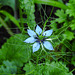 20210721 1853CPw [D~LIP] Damaszener Schwarzkümmel (Nigella damascena), Bad Salzuflen
