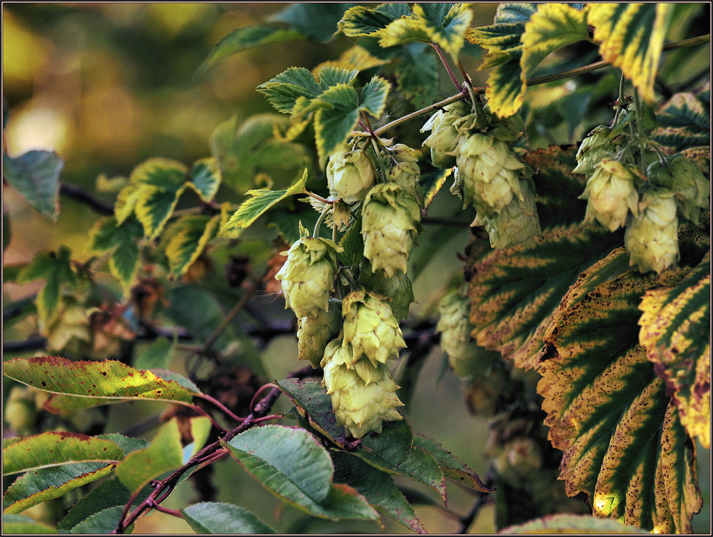 Hops ripening