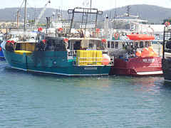 Squid boats in Triabunna Harbour