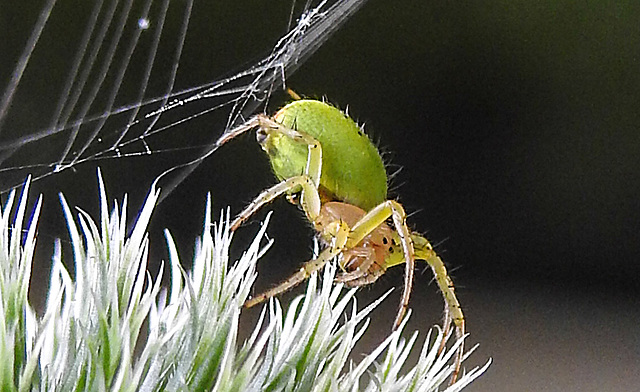 20230623 1185CPw [D~LIP] Kürbisspinne (Araniella cucurbitina), Bad Salzuflen