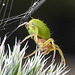 20230623 1185CPw [D~LIP] Kürbisspinne (Araniella cucurbitina), Bad Salzuflen