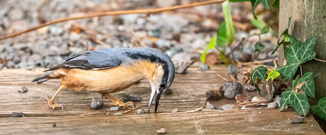 Nuthatch