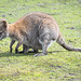 Wallaby with Joey