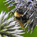 20230717 2318CPw [D~LIP] Kugeldistel, Keusche Kuckuckshummel (Bombus vestalis), Bad Salzuflen