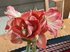 another look at the new amaryllis