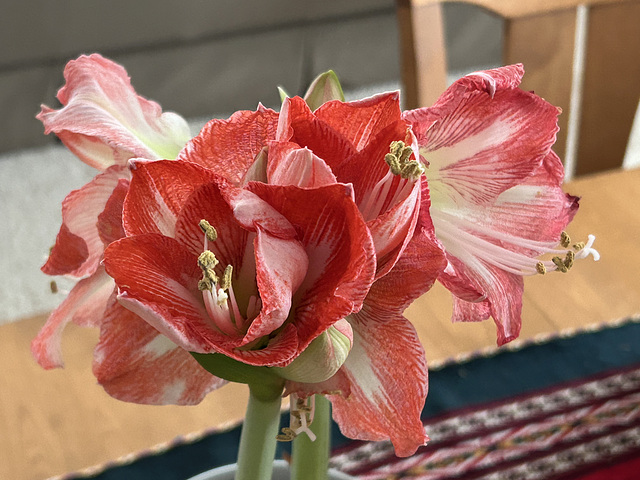 another look at the new amaryllis