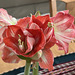 another look at the new amaryllis