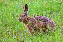 Hase - 20260607