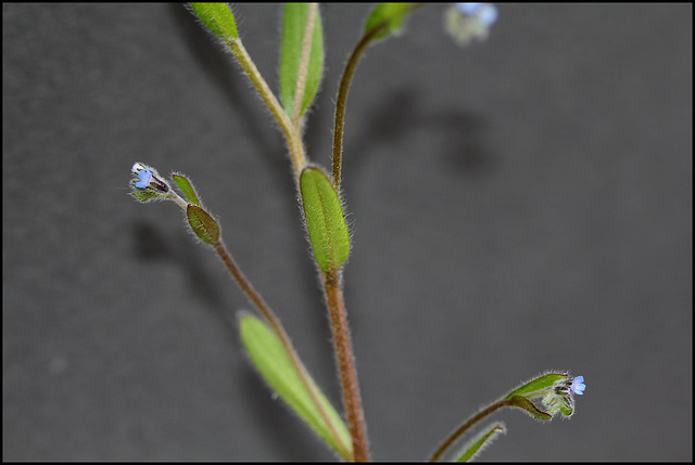 Myosotis stricta (1)